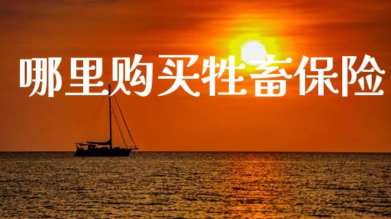 哪里购买牲畜保险_https://m.apzhendong.com_财务分析_第1张